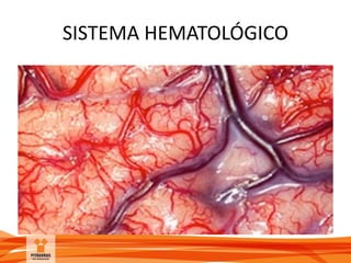 SISTEMA HEMATOLÓGICO
 