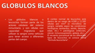 • Los glóbulos blancos o
leucocitos forman parte de los
actores celulares del sistema
inmunitario, y son células con
capacidad migratoria que
utilizan la sangre como vehículo
para tener acceso a diferentes
partes del cuerpo.
El conteo normal de leucocitos está
dentro de un rango de 4.500 y 11.500
células por mm³ (o microlitro) de
sangre, variable según las condiciones
fisiológicas (embarazo, estrés, deporte,
edad, etc.) Y patológicas (infección,
cáncer, inmunosupresión, aplasia, etc.).
El recuento porcentual de los diferentes
tipos de leucocitos se conoce como
"fórmula leucocitaria" .
 