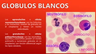 Los agranulocitos o células
monomorfonucleares: son los linfocitos
y los monocitos; carecen de gránulos en
el citoplasma y tienen un núcleo
redondeado.
Los granulocitos o células
polimorfonucleares: son los neutrófilos,
basófilos y eosinófilos; poseen un núcleo
polimorfo y numerosos gránulos en su
citoplasma, con tinción diferencial según
los tipos celulares.
 