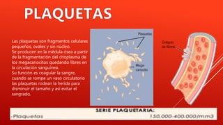 Las plaquetas son fragmentos celulares
pequeños, ovales y sin núcleo.
Se producen en la médula ósea a partir
de la fragmentación del citoplasma de
los megacariocitos quedando libres en
la circulación sanguínea.
Su función es coagular la sangre,
cuando se rompe un vaso circulatorio
las plaquetas rodean la herida para
disminuir el tamaño y así evitar el
sangrado.
 