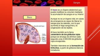 Sistema hematologico