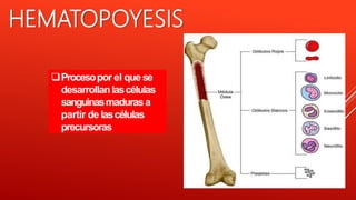 Procesopor el quese
desarrollanlascélulas
sanguinasmadurasa
partir de lascélulas
precursoras
HEMATOPOYESIS
 