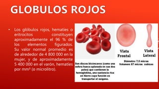 • Los glóbulos rojos, hematíes o
eritrocitos constituyen
aproximadamente el 96 % de
los elementos figurados.
Su valor normal promedio es
de alrededor de 4 800 000 en la
mujer, y de aproximadamente
5 400 000 en el varón, hematíes
por mm³ (o microlitro).
 