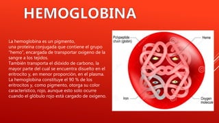 La hemoglobina es un pigmento,
una proteína conjugada que contiene el grupo
“hemo”, encargada de transportar oxigeno de la
sangre a los tejidos.
También transporta el dióxido de carbono, la
mayor parte del cual se encuentra disuelto en el
eritrocito y, en menor proporción, en el plasma.
La hemoglobina constituye el 90 % de los
eritrocitos y, como pigmento, otorga su color
característico, rojo, aunque esto solo ocurre
cuando el glóbulo rojo está cargado de oxígeno.
 