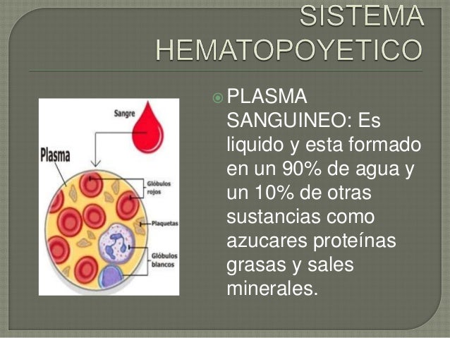 Sistema hematopoyetico