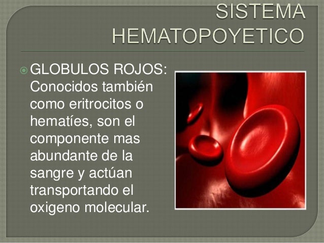 Sistema hematopoyetico