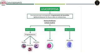 Leucopoyesis
 