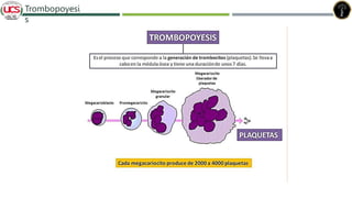 Trombopoyesi
s
 