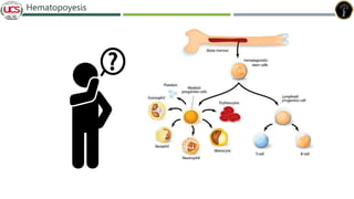 Hematopoyesis
 