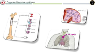 Órganos Hematopoyéticos
 