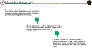 Fases de la hematopoyesis
 