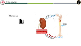 Eritropoyesis
O2 en sangre
 