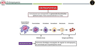 Eritropoyesis
 