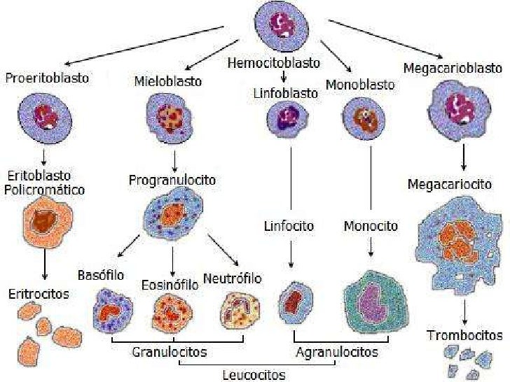 Sistema hematopoyético