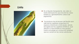 Sistema hemolinfopoyetico [autoguardado] | PPTX