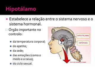    Estabelece a relação entre o sistema nervoso e o
    sistema hormonal.
   Órgão importante no
    controlo:
       da temperatura corporal;
       do apetite;
       da sede;
       das emoções (como o
        medo e a raiva);
       do ciclo sexual.
 