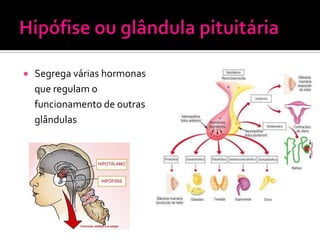    Segrega várias hormonas
    que regulam o
    funcionamento de outras
    glândulas
 