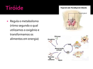    Regula o metabolismo
    (ritmo segundo o qual
    utilizamos o oxigénio e
    transformamos os
    alimentos em energia)
 