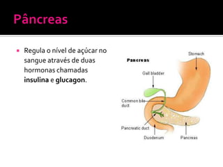    Regula o nível de açúcar no
    sangue através de duas
    hormonas chamadas
    insulina e glucagon.
 