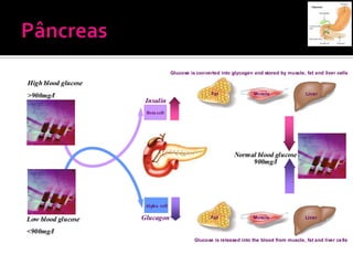 Glucose is converted into glycogen and stored by muscle, fat and liver cells

High blood glucose
>900mg/l                                             Fat                Muscle                 Liver
                      Insulin
                      Beta cell




                                                               Normal blood glucose
                                                                    900mg/l




                      Al pha cell

Low blood glucose    Glucagon                        Fat                Muscle                 Liver

<900mg/l
                                              Glucose is released into the blood from muscle, fat and liver ce lls
 