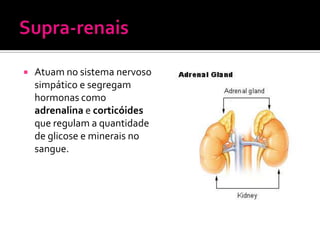    Atuam no sistema nervoso
    simpático e segregam
    hormonas como
    adrenalina e corticóides
    que regulam a quantidade
    de glicose e minerais no
    sangue.
 