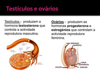 Testículos - produzem a    Ovários - produzem as
hormona testosterona que   hormonas progesterona e
controla a actividade      estrogénios que controlam a
reprodutora masculina.     actividade reprodutora
                           feminina.
 