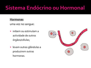 Hormonas
uma vez no sangue:

 inibem ou estimulam a
  actividade de outros
  órgãos/células;

 levam outras glândulas a
  produzirem outras
  hormonas.
 