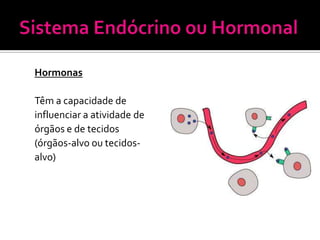 Hormonas

Têm a capacidade de
influenciar a atividade de
órgãos e de tecidos
(órgãos-alvo ou tecidos-
alvo)
 