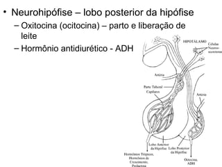 • Neurohipófise – lobo posterior da hipófise
  – Oxitocina (ocitocina) – parto e liberação de
    leite
  – Hormônio antidiurético - ADH
 