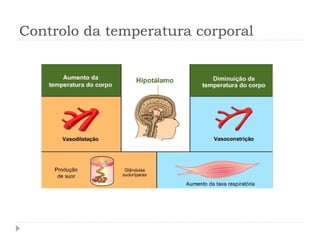 Controlo da temperatura corporal
 