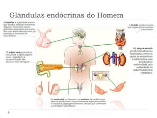 Glândulas endócrinas do Homem
 