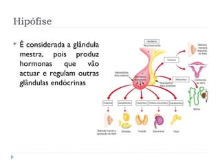Hipófise
 É considerada a glândula
mestra, pois produz
hormonas que vão
actuar e regulam outras
glândulas endócrinas
 