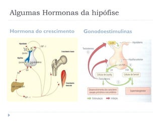 Algumas Hormonas da hipófise
Hormona do crescimento Gonodoestimulinas
 