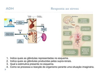ADH Resposta ao stress
1. Indica quais as glândulas representadas no esquema.
2. Indica quais as glândulas produzidas pelas supra-renais.
3. Qual a estimulina presente no esquema.
4. Como se processa a reacção do organismo perante uma situação imaginária.
 