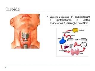 Tiróide
 Segrega a tiroxina (T4) que regulam
o metabolismo e estão
associados à utilização do cálcio
 