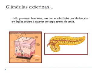 • Não produzem hormonas, mas outras substâncias que são lançadas
em órgãos ou para o exterior do corpo através de canais.
Glândulas exócrinas…
 