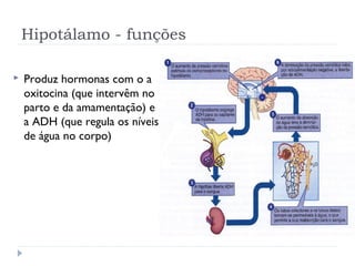  Produz hormonas com o a
oxitocina (que intervêm no
parto e da amamentação) e
a ADH (que regula os níveis
de água no corpo)
Hipotálamo - funções
 
