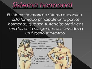 Sistema hormonal
El sistema hormonal o sistema endocrino
    está formado principalmente por las
hormonas, que son sustancias orgánicas
 vertidas en la sangre que son llevadas a
            un órgano específico.
 