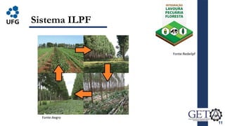 11
Sistema ILPF
Fonte:Aegro
Fonte:Redeilpf
 