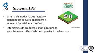 6
Sistema IPF
• sistema de produção que integra o
componente pecuário (pastagem e
animal) e florestal, em consórcio;
• Este sistema de produção é mais direcionado
para áreas com dificuldade de implantação de lavouras;
Fonte:Redeilpf
 