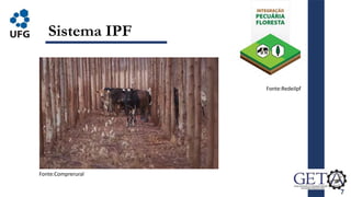 7
Sistema IPF
Fonte:Comprerural
Fonte:Redeilpf
 