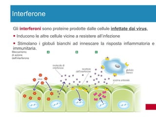 Gli  interferoni  sono proteine prodotte dalle cellule  infettate dai virus ,  Inducono le altre cellule vicine a resistere all’infezione Stimolano i globuli bianchi ad innescare la risposta infiammatoria e immunitaria. Interferone Meccanismo di azione dell'interferone 