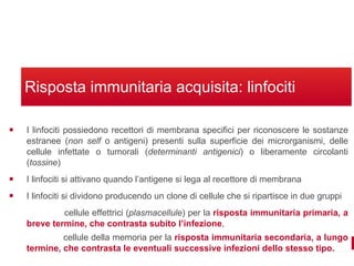 Risposta immunitaria acquisita: linfociti I linfociti possiedono recettori di membrana specifici per riconoscere le sostanze estranee ( non self  o antigeni) presenti sulla superficie dei microrganismi, delle cellule infettate o tumorali ( determinanti antigenici ) o liberamente circolanti ( tossine ) I linfociti si attivano quando l’antigene si lega al recettore di membrana I linfociti si dividono producendo un clone di cellule che si ripartisce in due gruppi  cellule effettrici ( plasmacellule ) per la  risposta immunitaria primaria, a breve termine, che contrasta subito l’infezione ,  cellule della memoria per la  risposta immunitaria secondaria, a lungo termine, che contrasta le eventuali successive infezioni dello stesso tipo.  