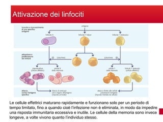 Attivazione dei linfociti Le cellule effettrici maturano rapidamente e funzionano solo per un periodo di tempo limitato, fino a quando cioè l’infezione non è eliminata, in modo da impedire una risposta immunitaria eccessiva e inutile. Le cellule della memoria sono invece longeve, a volte vivono quanto l’individuo stesso. 