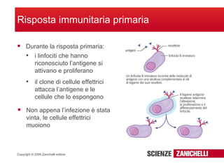 Risposta immunitaria primaria Durante la risposta primaria: Non appena l’infezione è stata vinta, le cellule effettrici muoiono i linfociti che hanno riconosciuto l’antigene si attivano e proliferano il clone di cellule effettrici attacca l’antigene e le cellule che lo espongono 