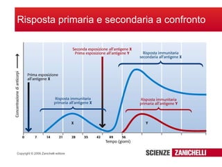 Risposta primaria e secondaria a confronto 