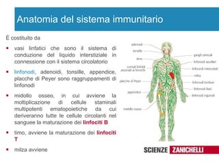 Anatomia del sistema immunitario È costituito da  vasi linfatici che sono il sistema di conduzione del liquido interstiziale in connessione con il sistema circolatorio  linfonodi , adenoidi, tonsille, appendice, placche di Peyer sono raggruppamenti di linfonodi midollo osseo, in cui avviene la moltiplicazione di cellule staminali multipotenti ematopoietiche da cui deriveranno tutte le cellule circolanti nel sanguee la maturazione dei  linfociti B timo, avviene la maturazione dei  linfociti   T   milza avviene 