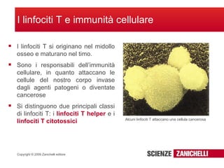 I linfociti T e immunità cellulare I linfociti T si originano nel midollo osseo e maturano nel timo.  Sono i responsabili dell’immunità cellulare, in quanto attaccano le cellule del nostro corpo invase dagli agenti patogeni o diventate cancerose Si distinguono due principali classi di linfociti T: i  linfociti T helper  e i  linfociti T citotossici Alcuni linfociti T attaccano una cellula cancerosa 