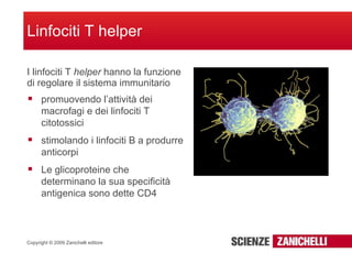 I linfociti T  helper  hanno la funzione di regolare il sistema immunitario Linfociti T helper promuovendo l’attività dei macrofagi e dei linfociti T citotossici  stimolando i linfociti B a produrre anticorpi Le glicoproteine che determinano la sua specificità antigenica sono dette CD4 
