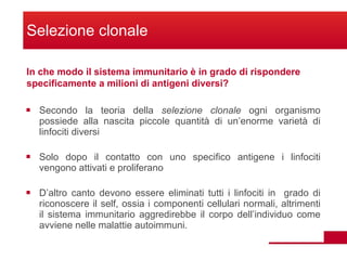 Secondo la teoria della  selezione clonale  ogni organismo possiede alla nascita piccole quantità di un’enorme varietà di linfociti diversi Solo dopo il contatto con uno specifico antigene i linfociti vengono attivati e proliferano D’altro canto devono essere eliminati tutti i linfociti in  grado di riconoscere il self, ossia i componenti cellulari normali, altrimenti il sistema immunitario aggredirebbe il corpo dell’individuo come avviene nelle malattie autoimmuni. Selezione clonale In che modo il sistema immunitario è in grado di rispondere specificamente a milioni di antigeni diversi? 